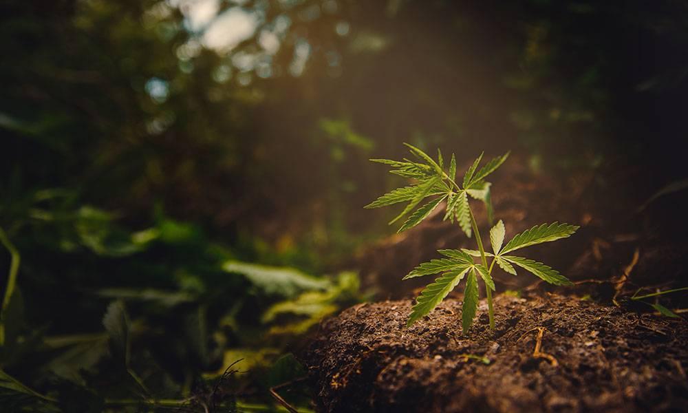 What is Terroir and How Does it Affect Cannabis?