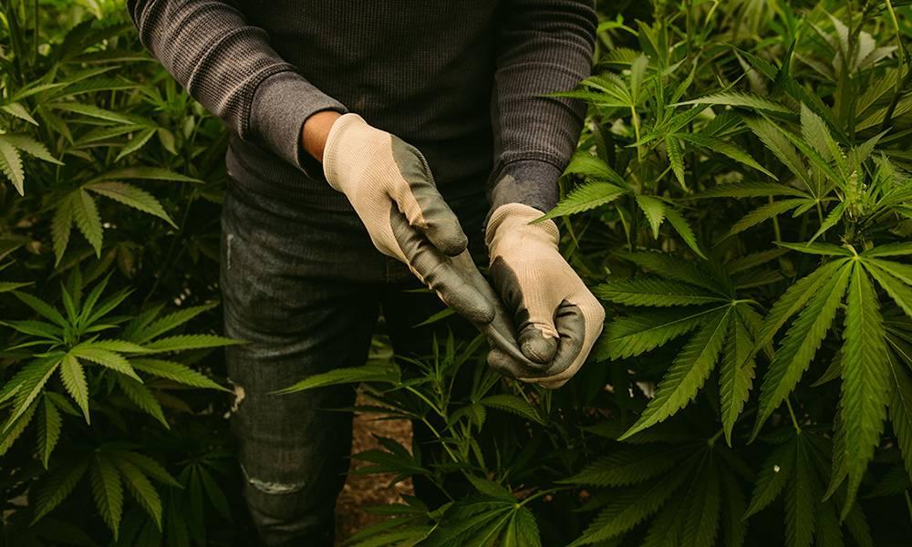 Croptober