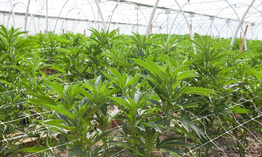 Indoor vs. Outdoor Cannabis Growing: What's Better?
