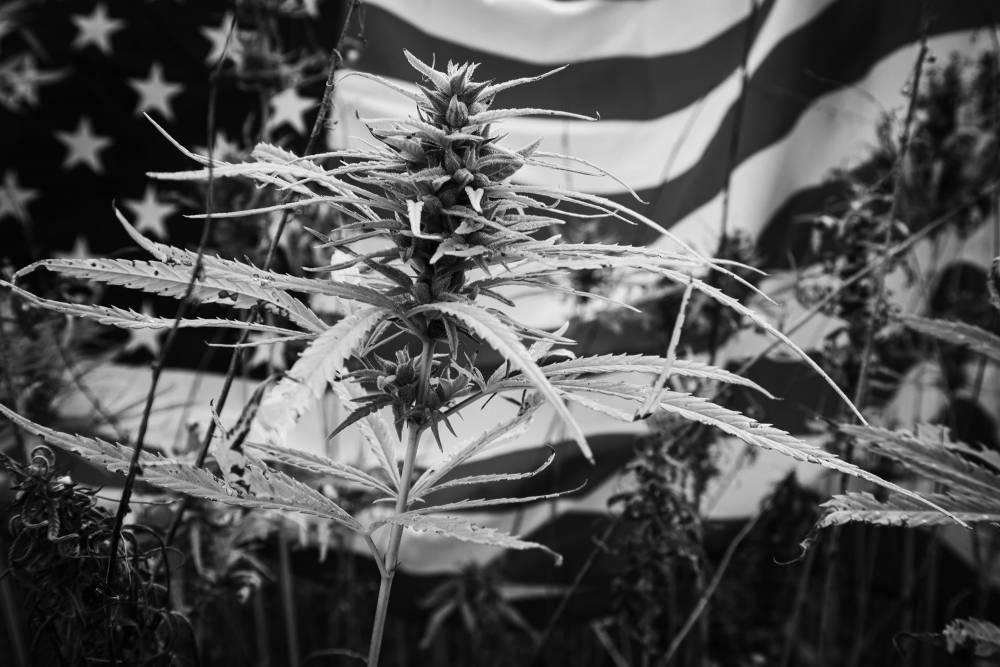 Erasing Criminal Records: A State-by-State Update on Cannabis Law Reform